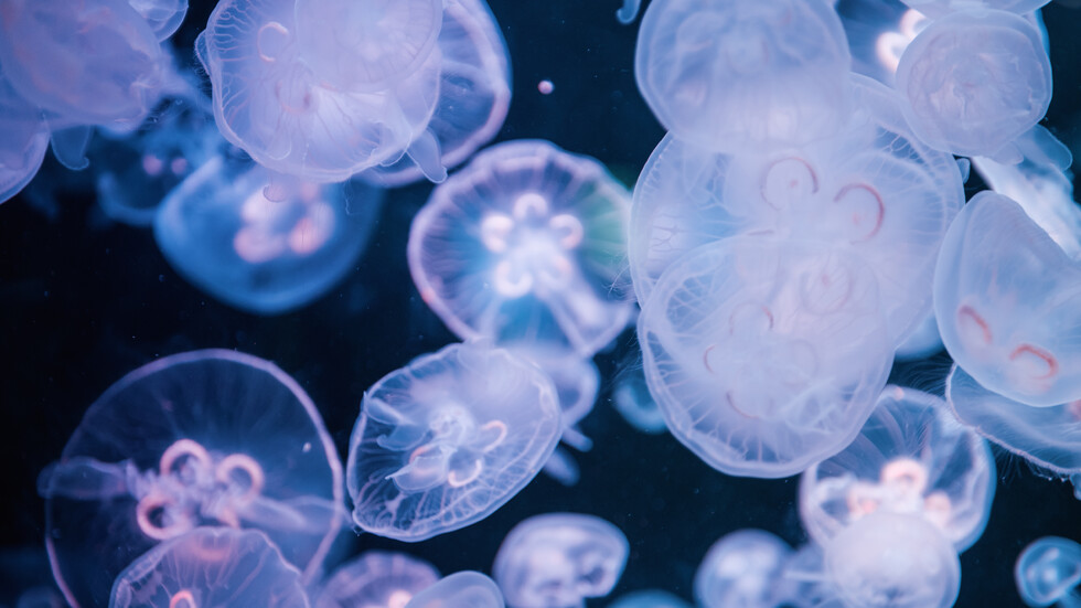 Снимка: iStock