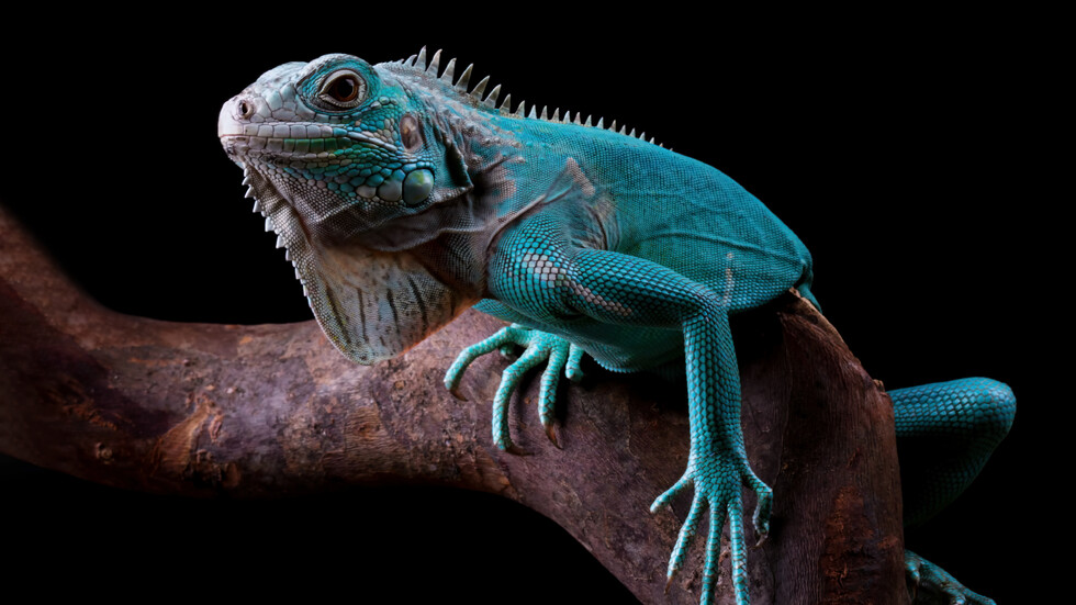 Снимка: iStock