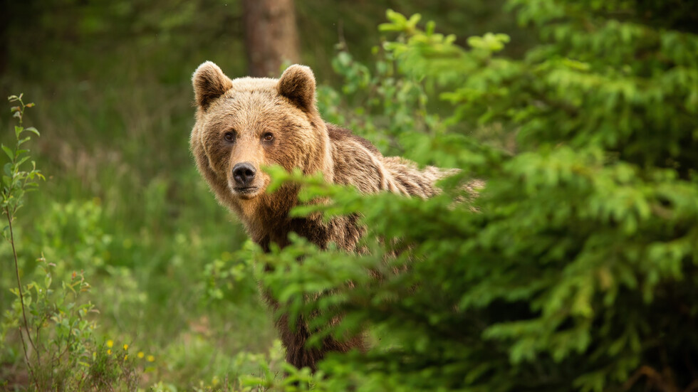 Снимка: iStock