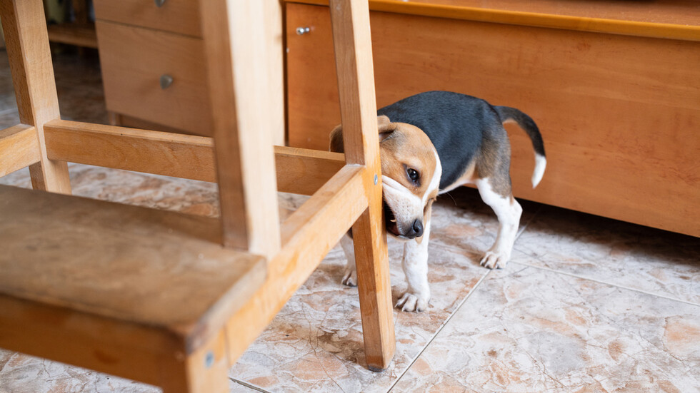 Снимка: iStock