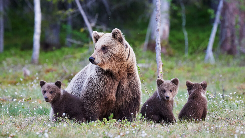 Снимка: iStock