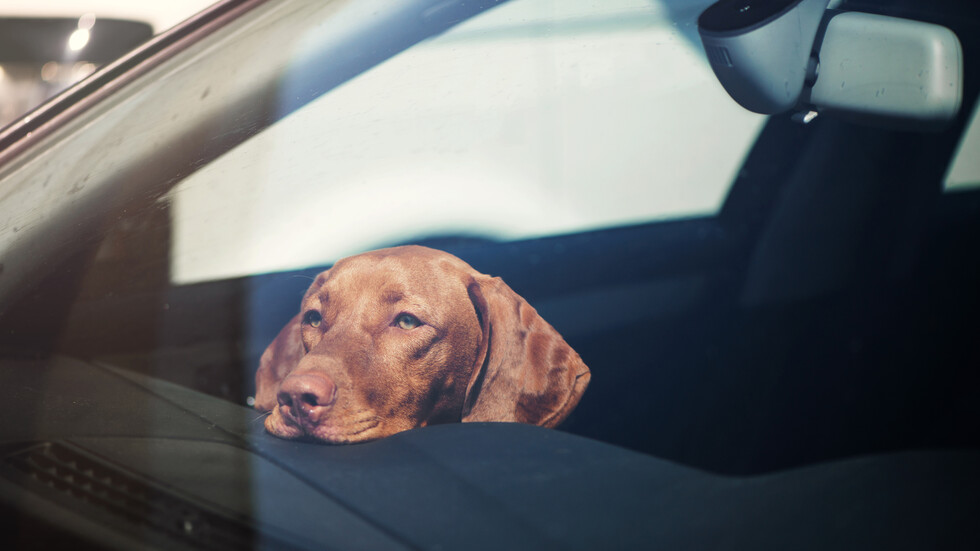 Снимка: iStock