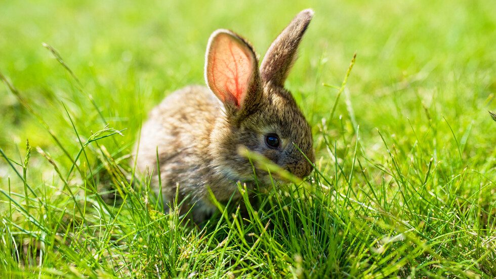 Снимка: iStock