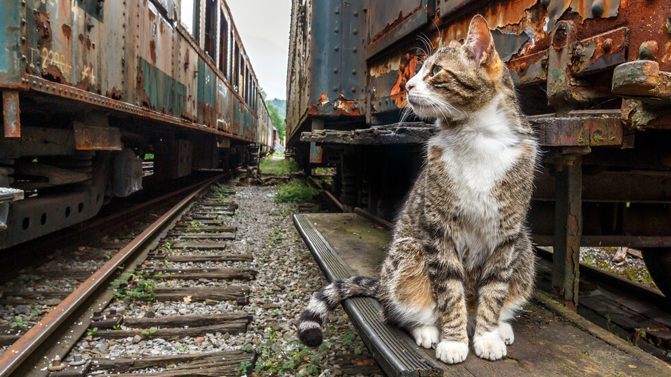 Снимка: iStock