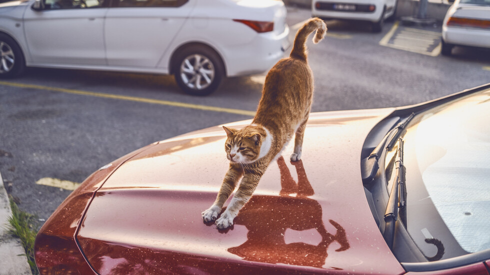 Снимка: iStock