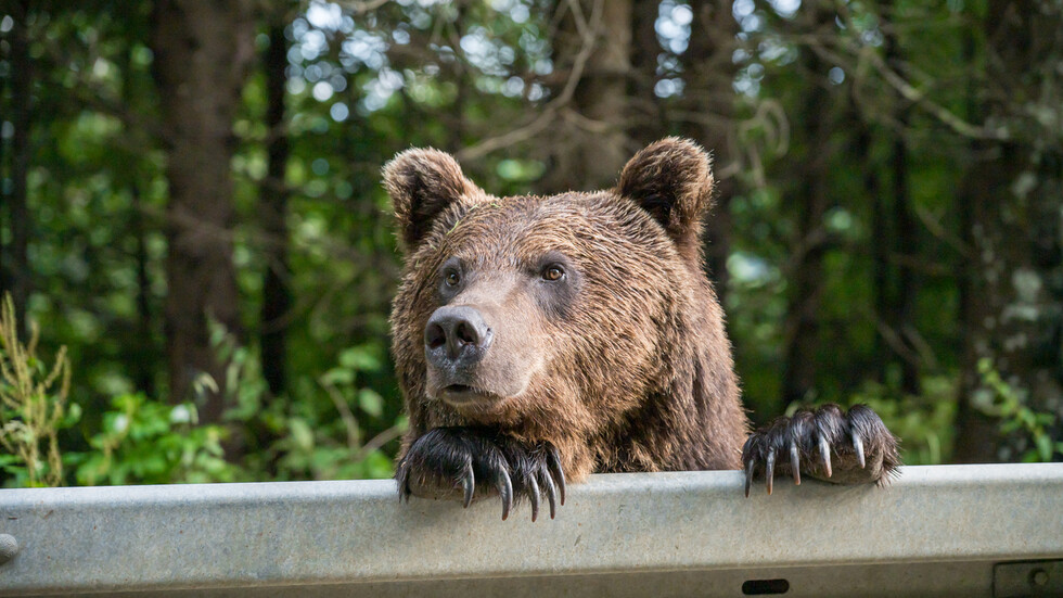 Снимка: iStock