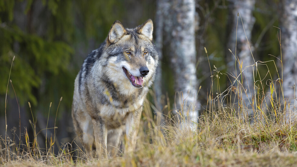 Снимка: iStock