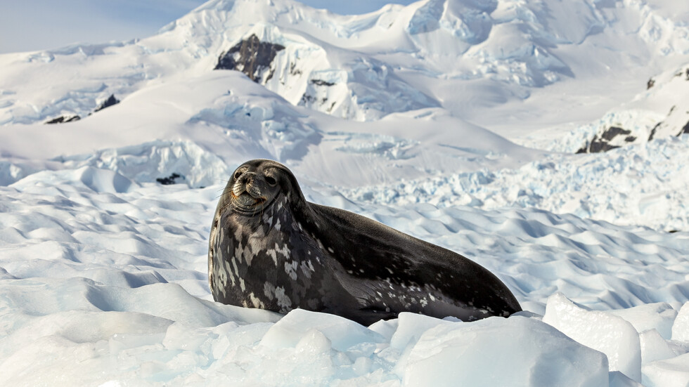 Снимка: iStock