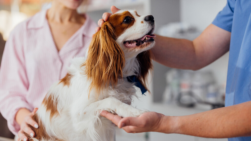 Снимка: iStock