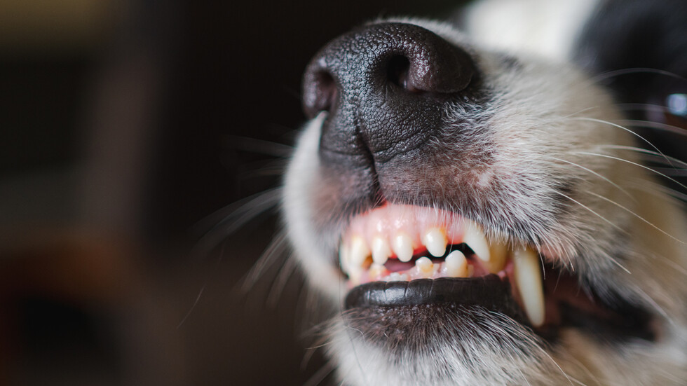 Снимка: iStock