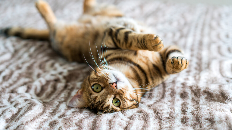 Снимка: iStock