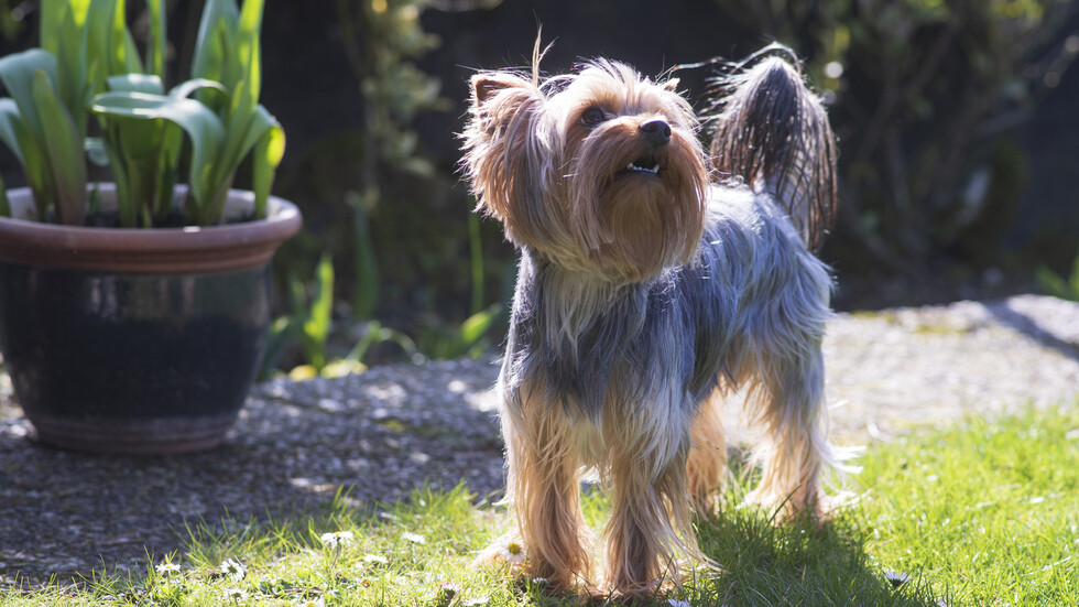 Снимка: iStock