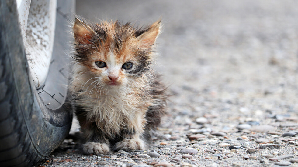 Снимка: iStock