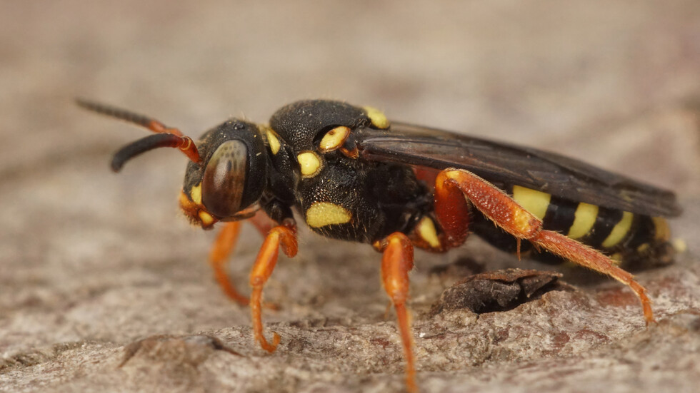 Снимка: iStock, илюстративна