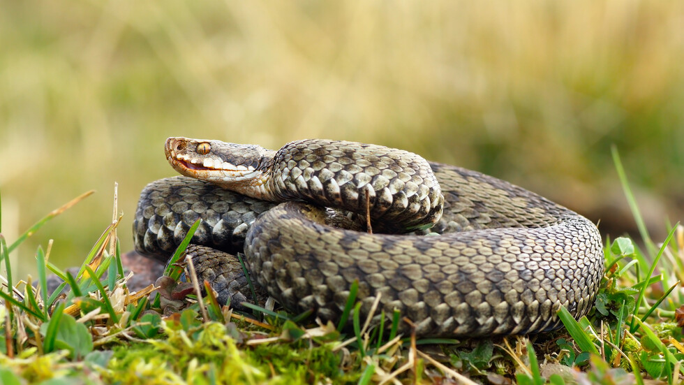 Снимка: iStock