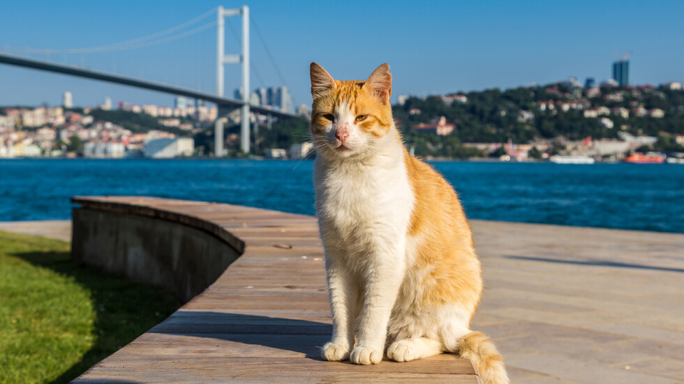 Снимка: iStock