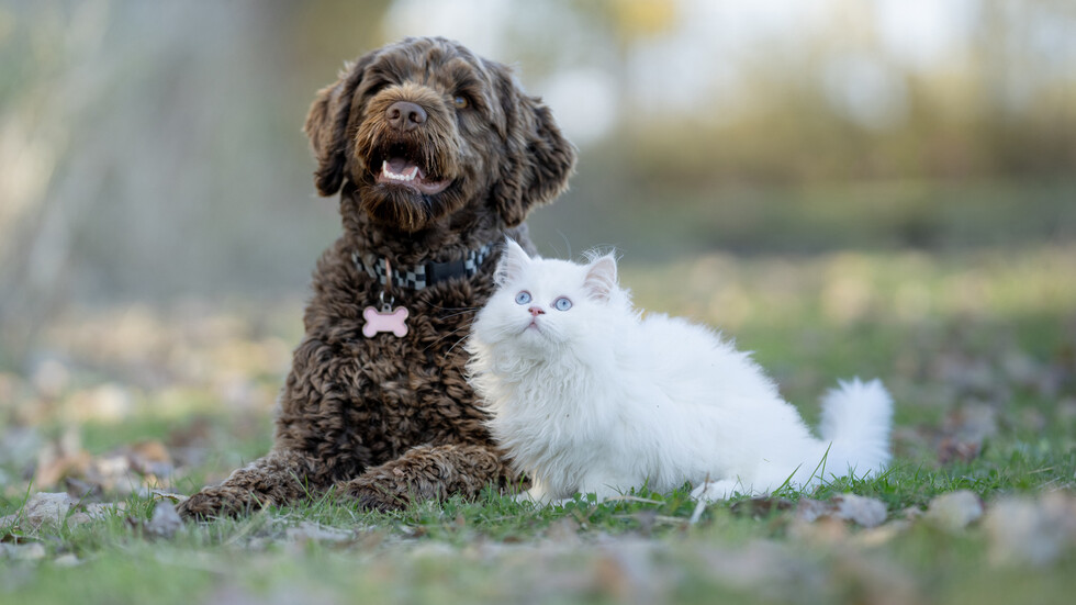 Снимка: iStock