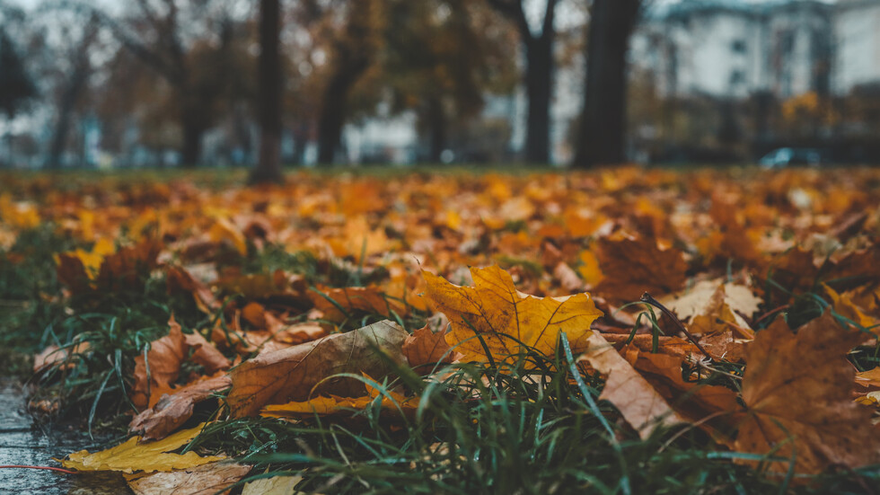 Снимка: iStock