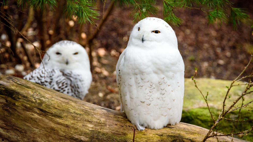 Снимка, илюстративна: iStock