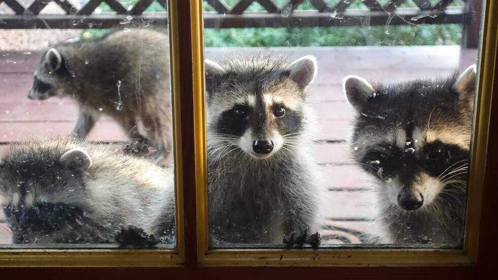 Снимка: iStock