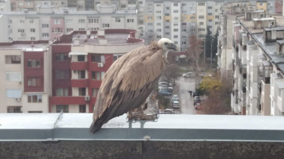 Снимка: РИОСВ-Хасково