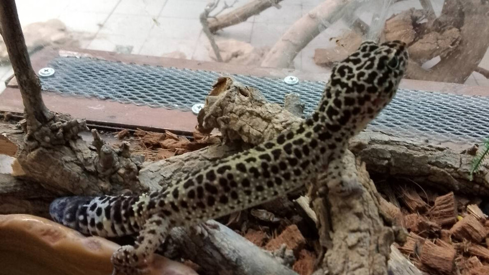 Снимка: Агенция "Митници"