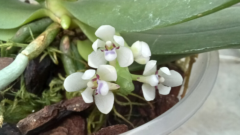 Снимка: БАН