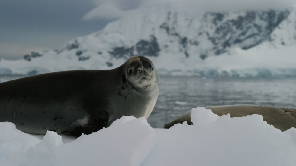 Снимка: iStock