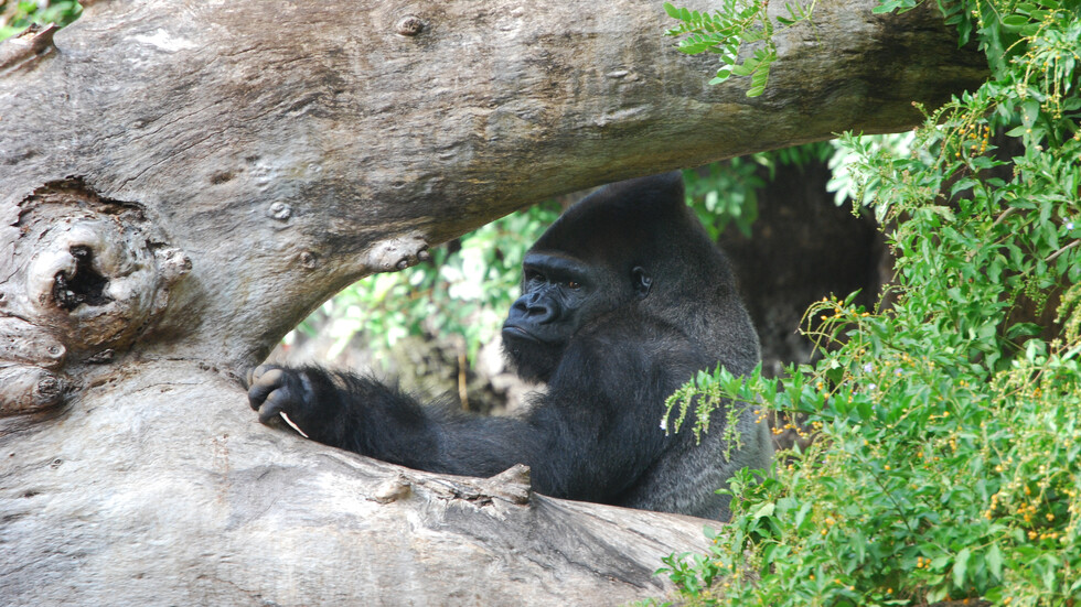 Снимка: iStock, илюстративна