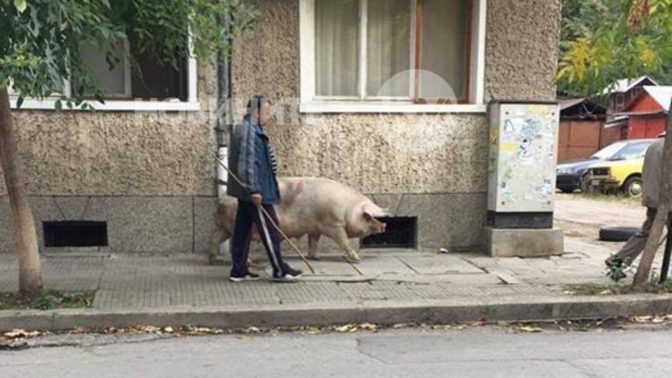 Свиня на разходка из Севлиево