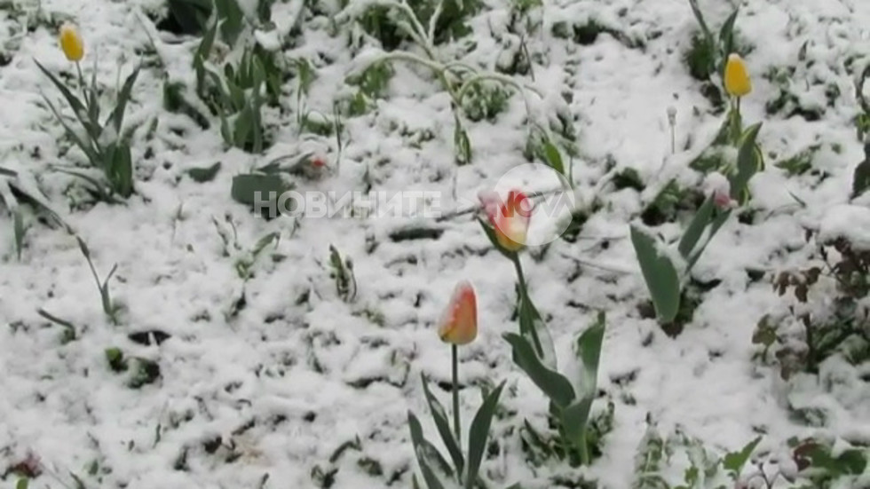 Снежна, априлска пролет в Разград (ВИДЕО)