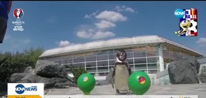 Пингвин и тюлен предсказват мачовете от Евро 2016