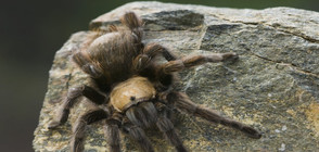 Търсят се осиновители на 200 отровни тарантули