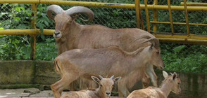11 животни се родиха едновременно в старозагорския зоопарк