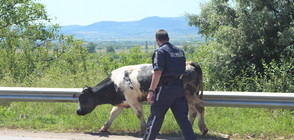 Полицай и бик на пътя за Стара Загора (ВИДЕО+СНИМКИ)