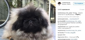 Пекинезът Уонтън - кучето с по-добра прическа от теб (ВИДЕО+СНИМКИ)