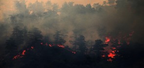 Два горски пожара край Лос Анджелис се сляха (ВИДЕО)