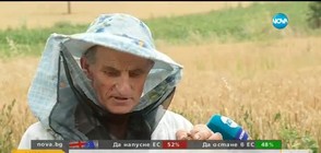 „Пълен абсурд”: Да оцелееш след атака от хиляди пчели