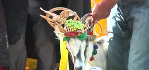 Литовско село избра най-красивата коза (ВИДЕО)