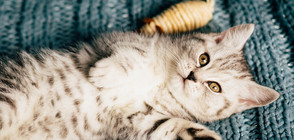 Котка причини щети за 5000 долара на приют за животни