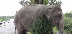 5-тонен слон на разходка по улиците на Берлин (ВИДЕО)