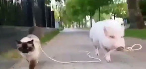 Прасета разхождат котка по улицата (ВИДЕО)