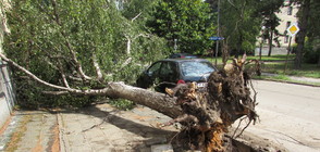 Буря изкорени дървета и потроши клони в Русе (ВИДЕО+СНИМКИ)