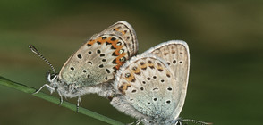 Изложба на живи екзотични пеперуди в Бургас