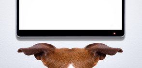 Пуснаха телевизионно дистанционно управление за кучета