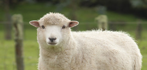 Навършват се 20 г. от раждането на овцата Доли
