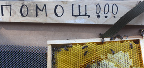 Протестите на пчеларите не спряха пръскането с отрова
