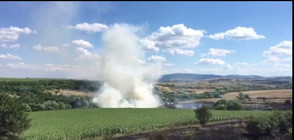 Пожар пламна в ниви край Перник (ВИДЕО)