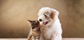 Вече има и дрога за животни