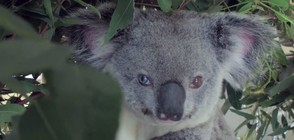 Най-сладката коала на света - с различен цвят очи (ВИДЕО)